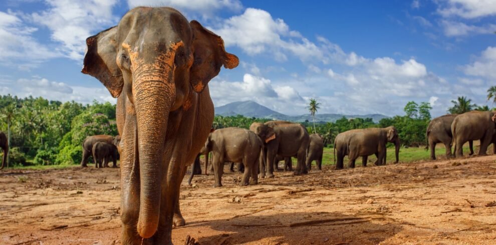 Pinnawala Elephant Orphanage | Panoramic Tour